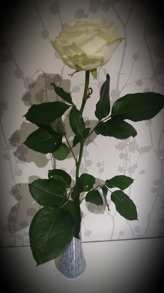 kuvassa valkoine ruusu